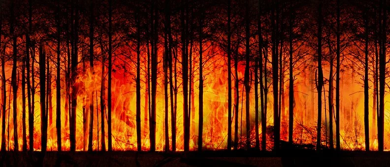 forest-fire-3836834__340.webp